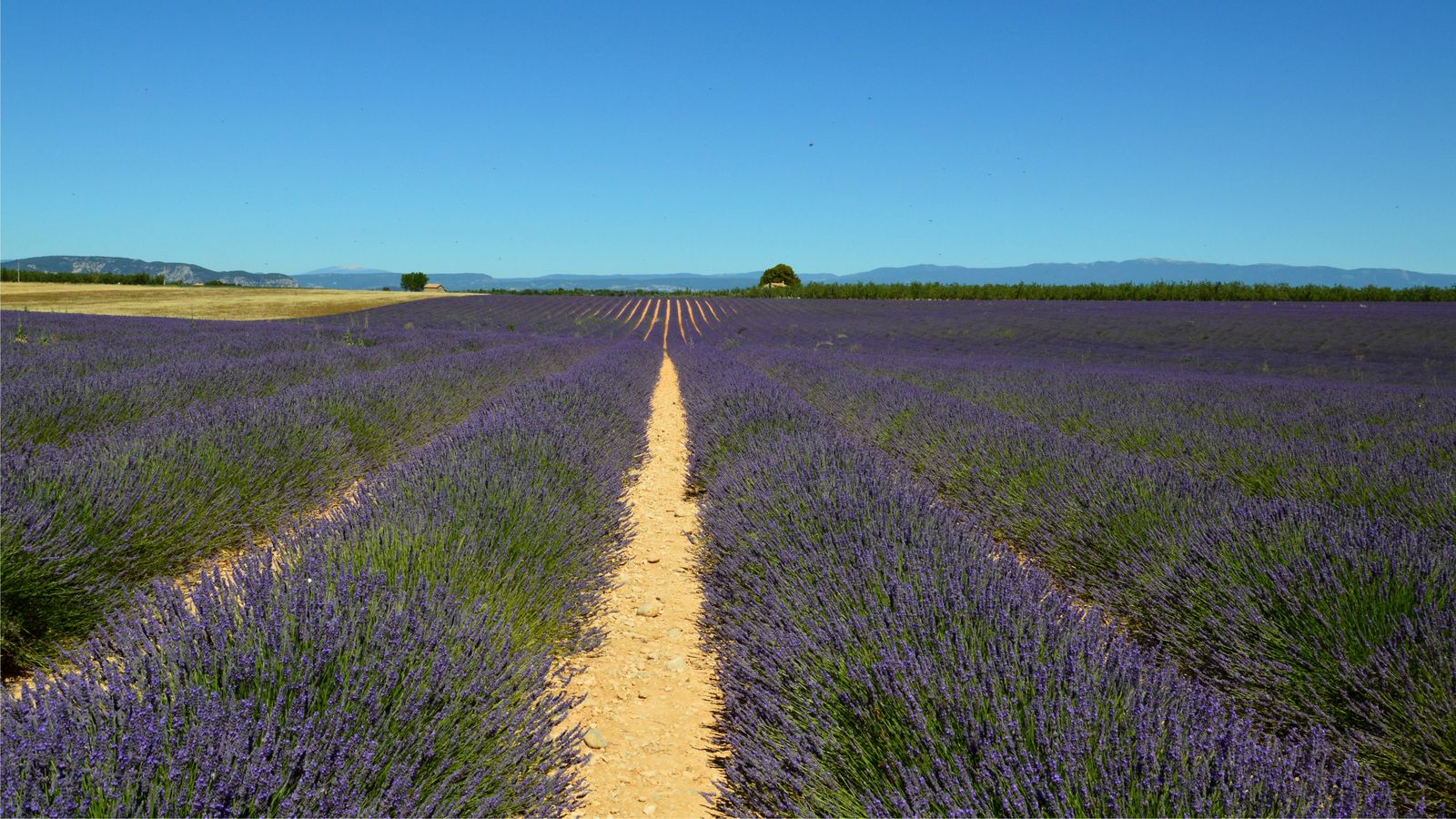 Champ de lavande en Provence au lever du soleil